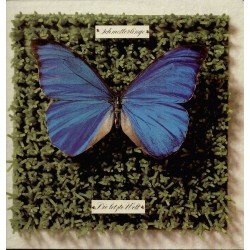 Schmetterlinge ‎– Die Letzte Welt|1982       Eigelstein Musikproduktion ‎– ES 2018